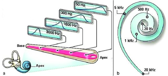 MembraneBasillaire