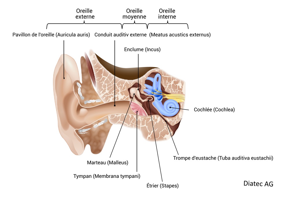 oreille_coupure_fr